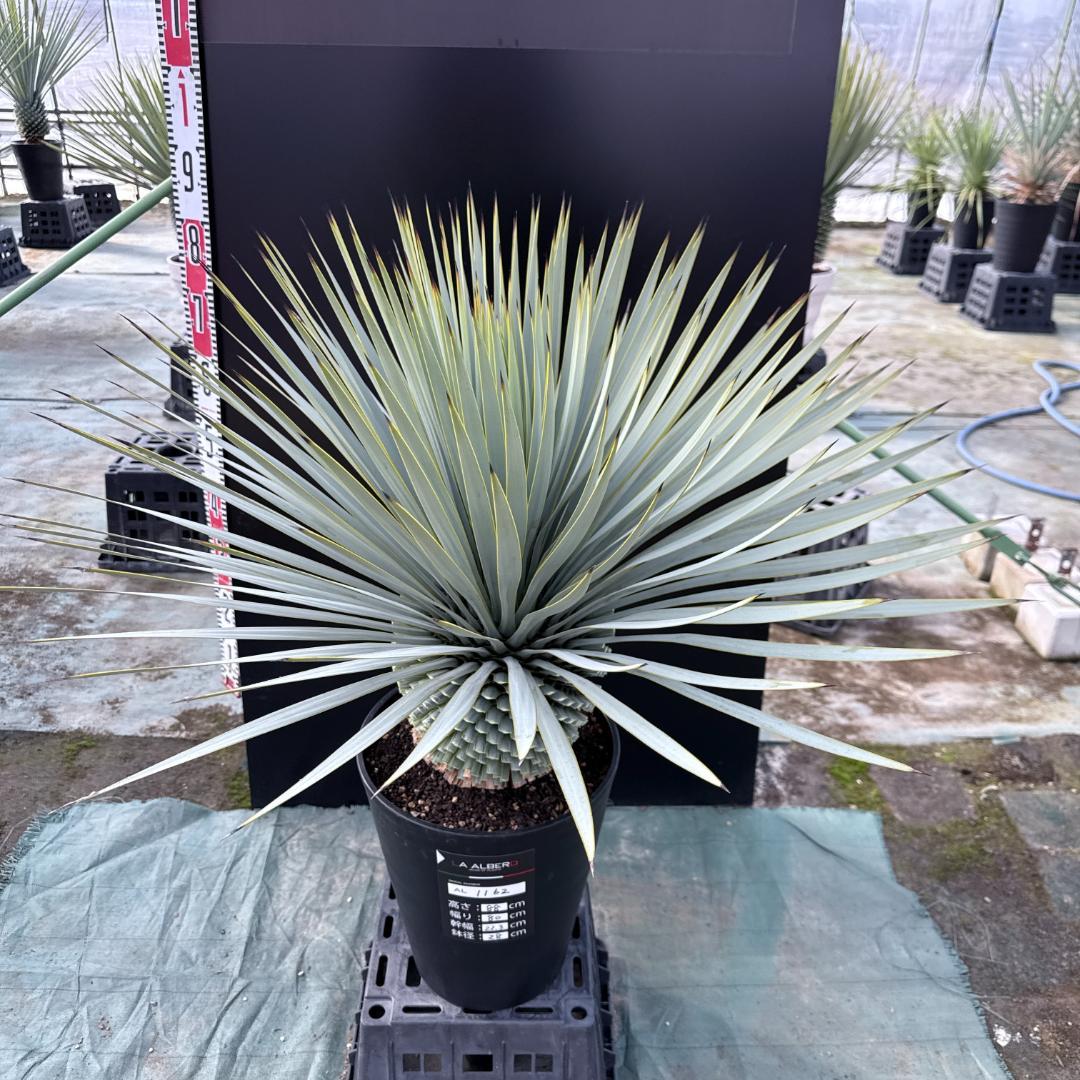 【AL1162】ユッカ　ロストラータ　短葉の極み個体