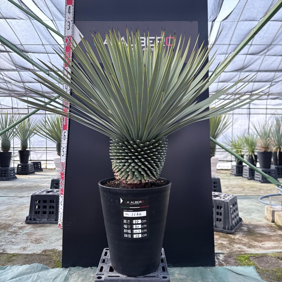 【AL1162】ユッカ　ロストラータ　短葉の極み個体