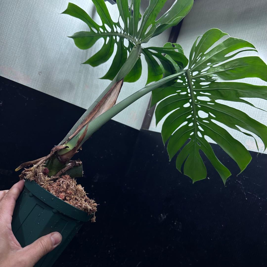 P*Y様 モンステラデリシオーサマクロコズム超希少系統鉢植え