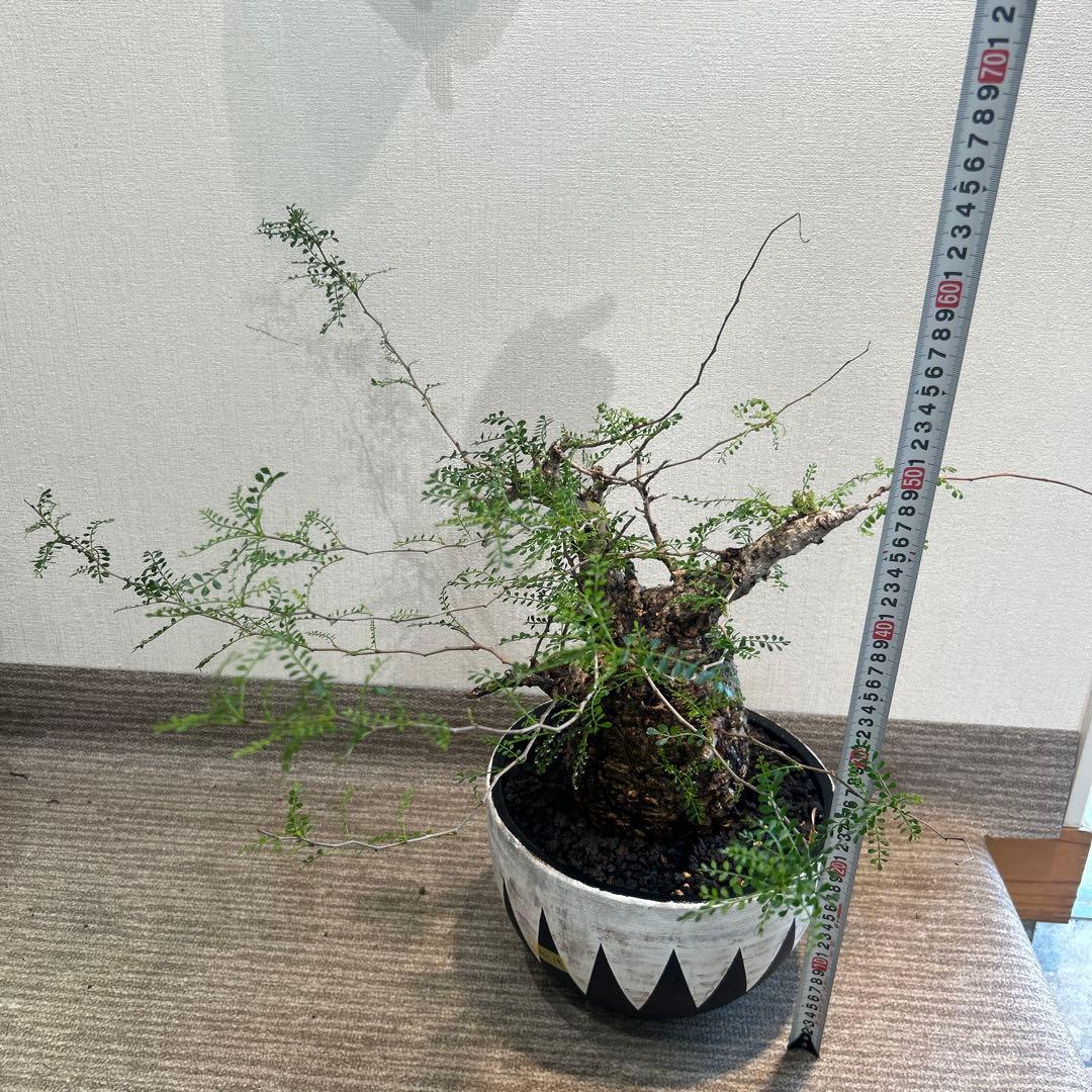 む*ぎ様 塊根植物 パキプス