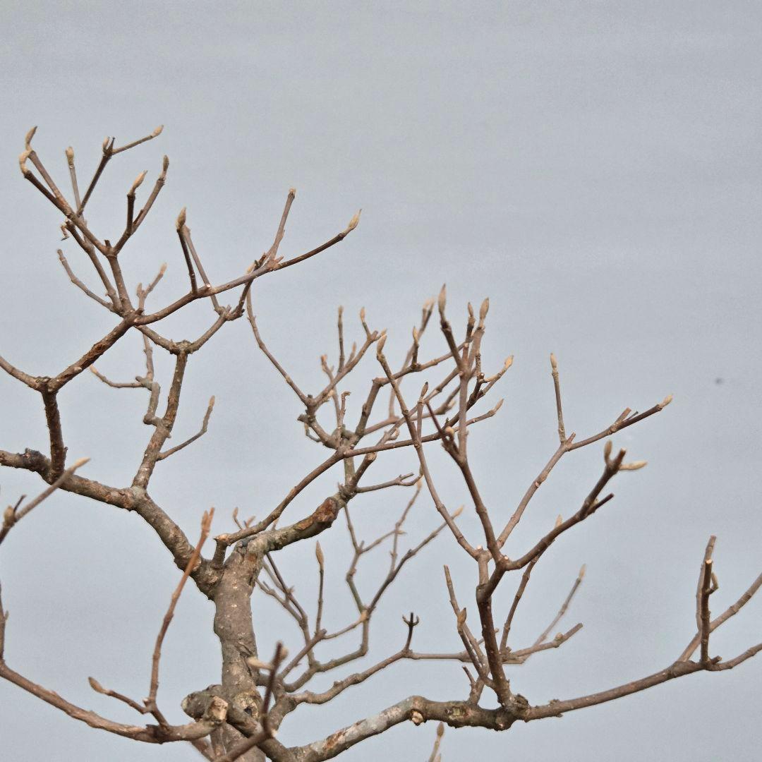 紫式部(コムラサキ)　[株立ち木]　中品盆栽