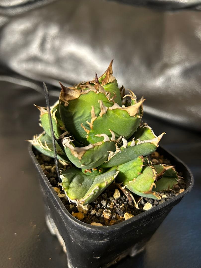 皇冠　クラウン　crown アガベ