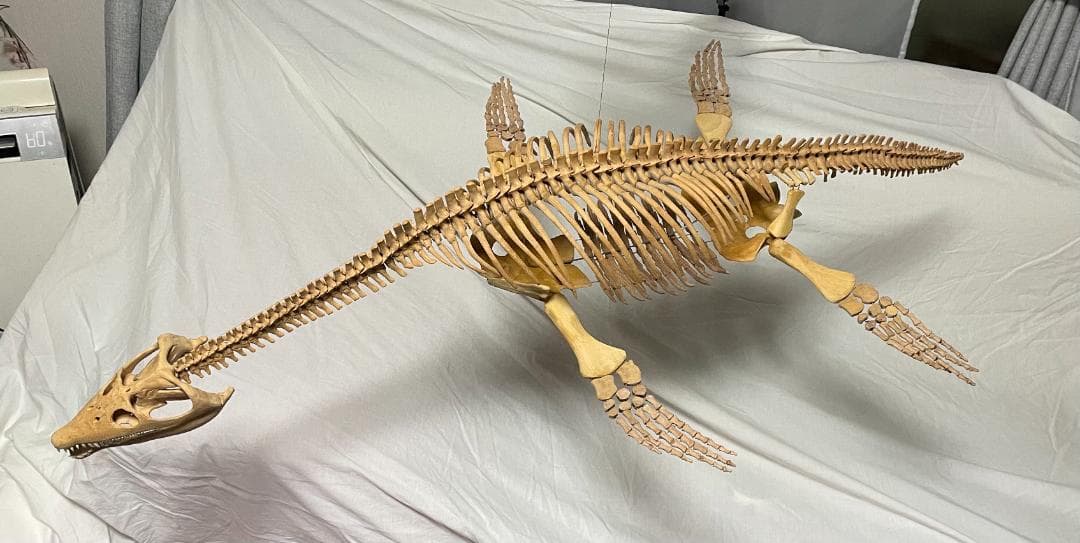 木彫　首長竜ロマレオサウルス　1/6全身骨格模型　112㎝
