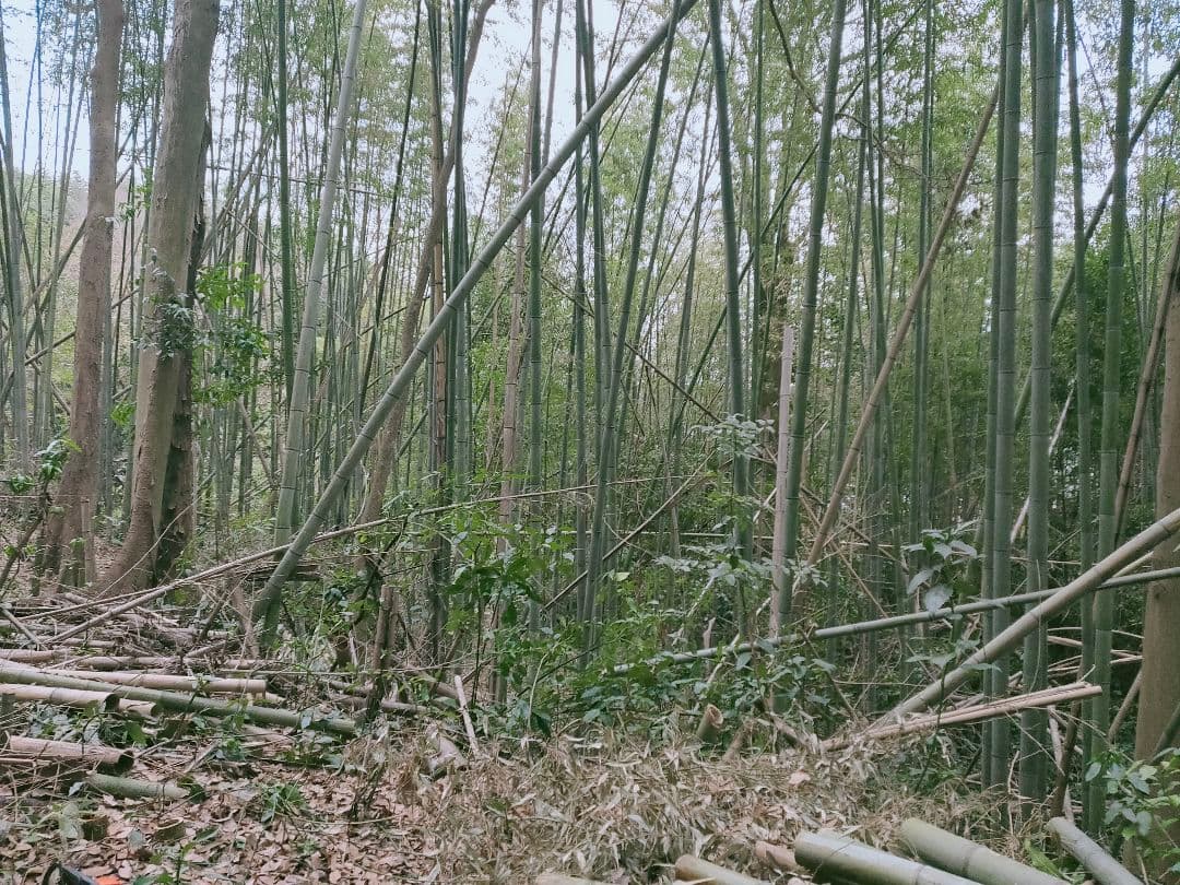 30kg米袋入り竹炭3袋(大粒)(粉ふるい済み)(120リットル)　大阪産