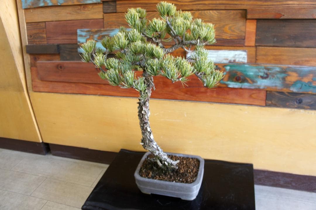 盆栽 『五葉松』 インテリア 観葉植物 園芸 ガーデニング 送料無料 b199