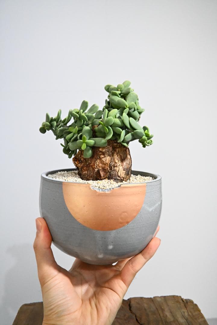 Ceraria pygmaea ケラリア ピグマエア　　発根済み　5