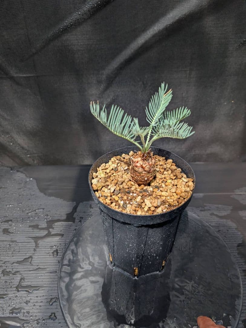 ベストセレクション4 サイカス カイルンシアナ ブルー葉 ドワーフ 最高！