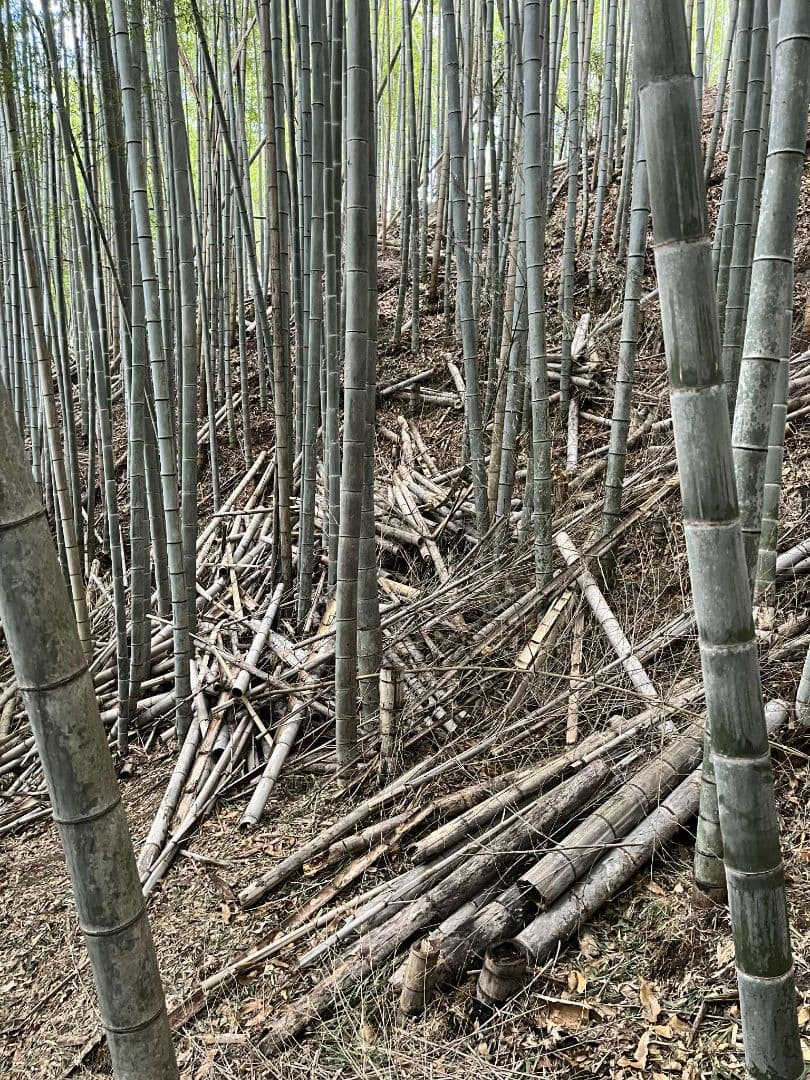 30kg米袋入り竹炭3袋(小粒)(粉ふるい済み)(約120リットル)　大阪産