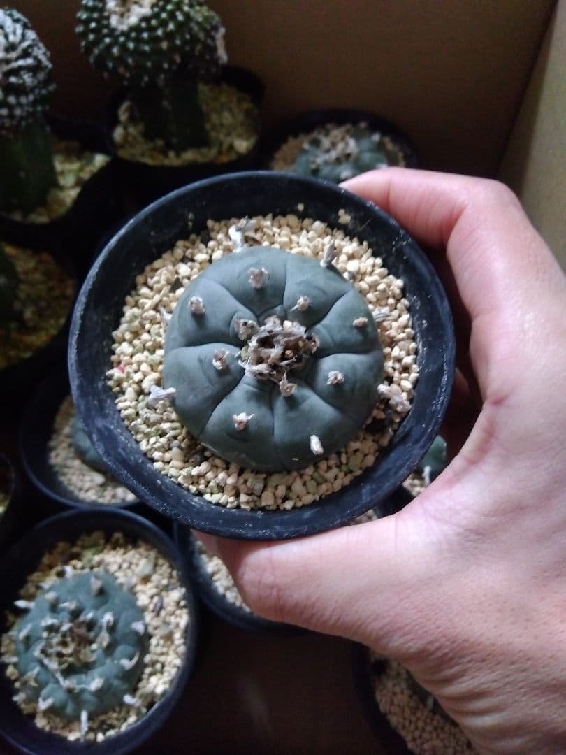 サボテン　烏羽玉　ロフォフォラ　3号鉢つき　9鉢セット❗　①