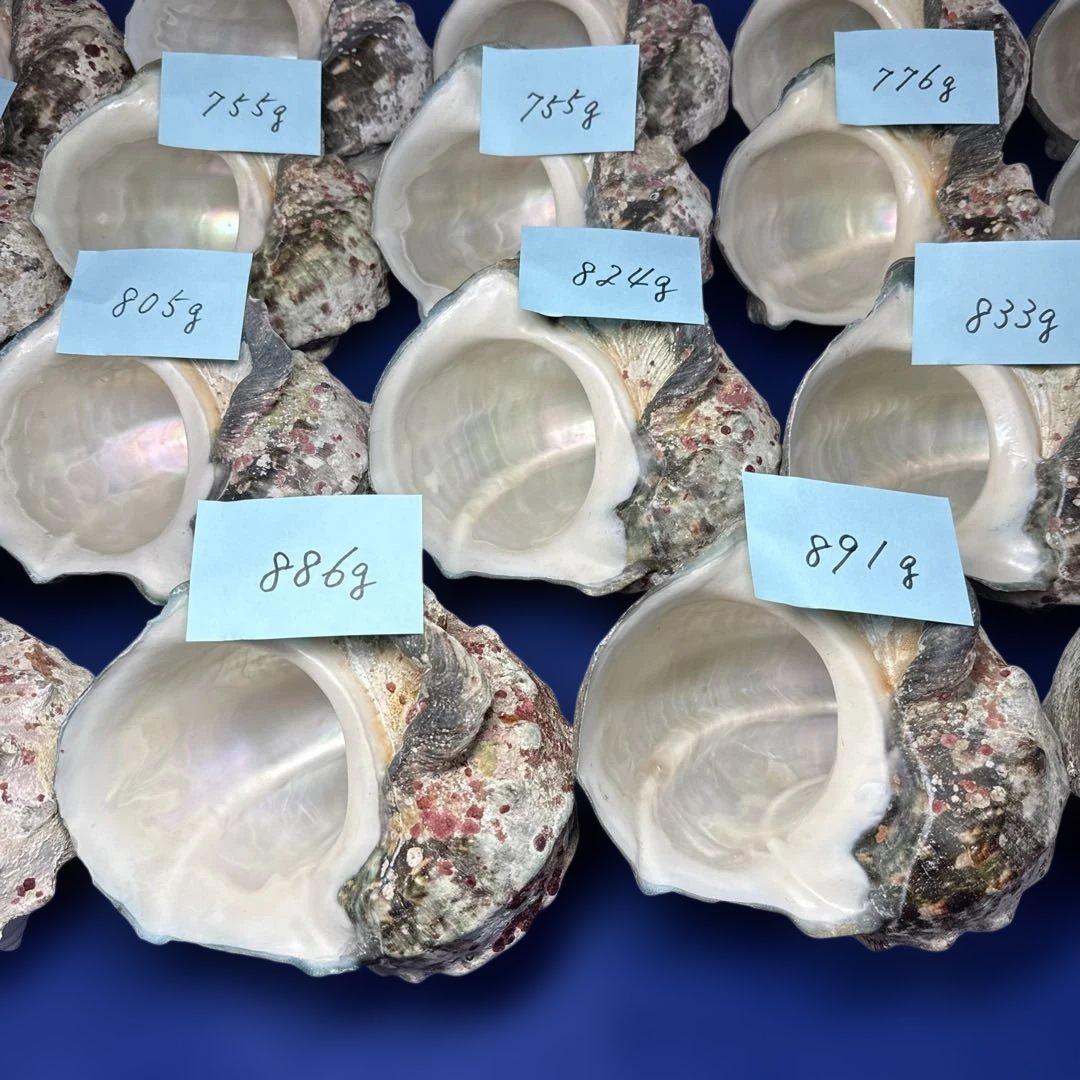 夜光貝　ヤコウ貝　まとめ売り　19個　15kg アクセサリー　ルアー