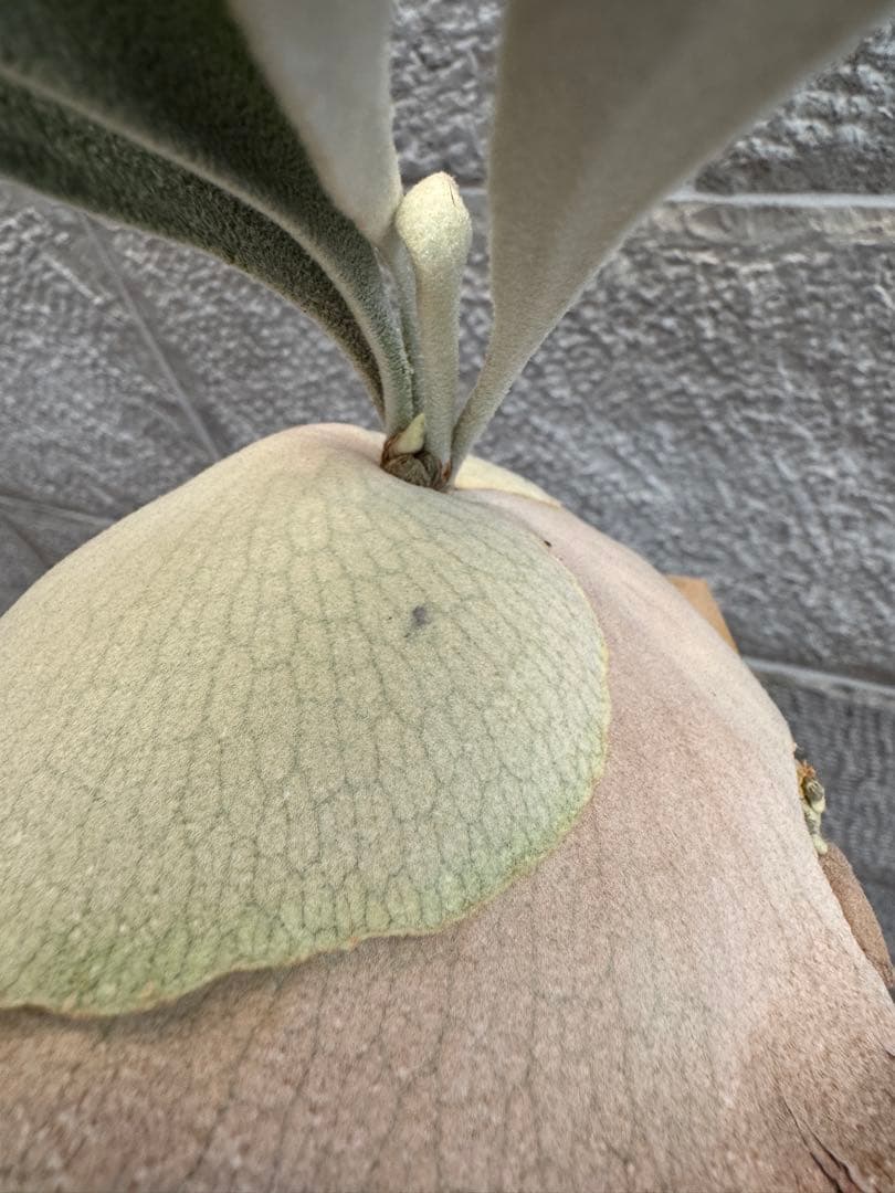 ビカクシダ P.veitchii Auburn  ベイチー AR子株