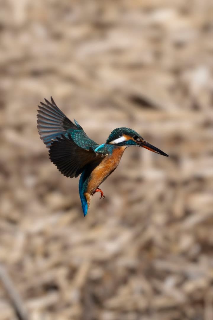 美品 Nikon AF-S 500mm F5.6 E PF ED VR