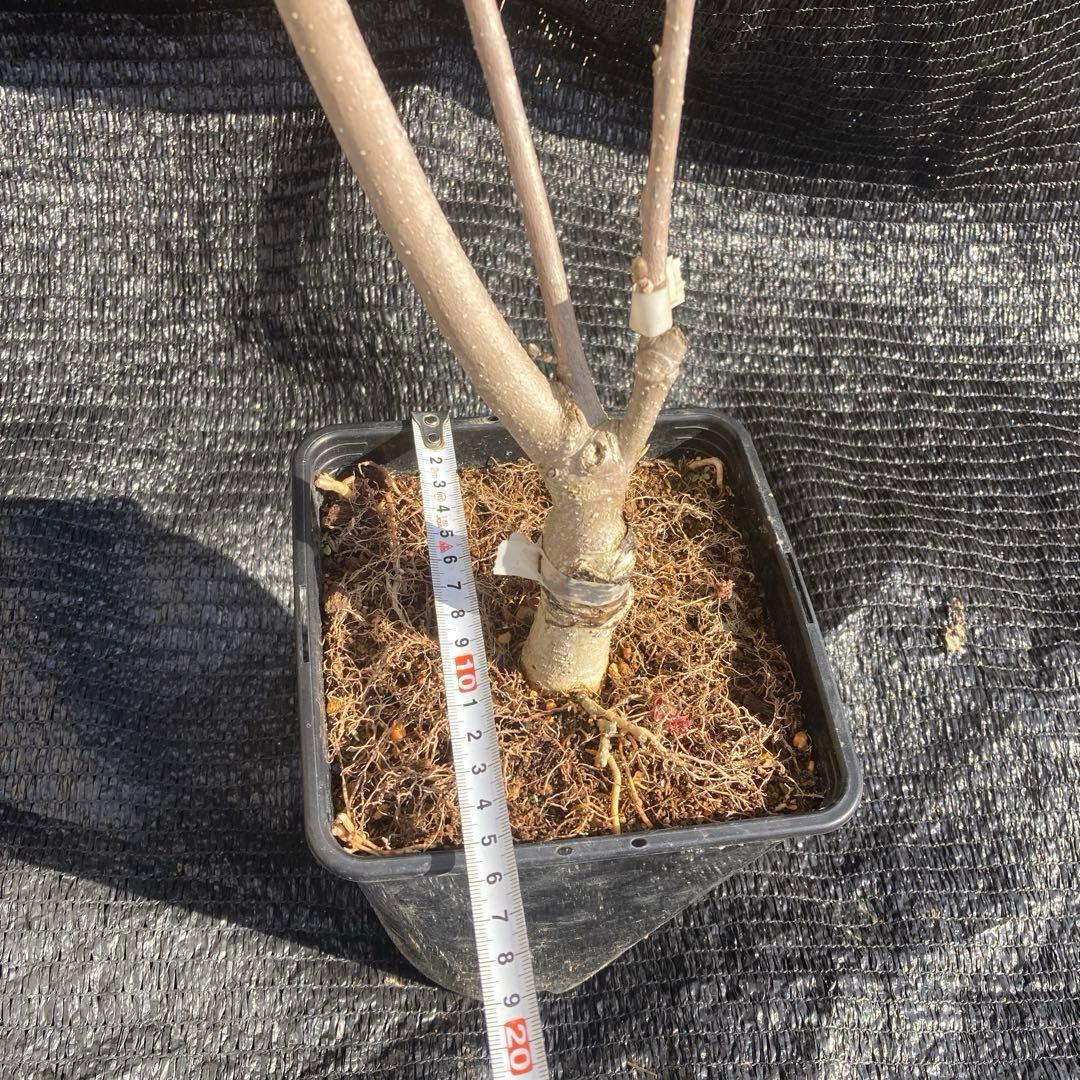 ②*:ஐ矮性で鉢栽培も可能‼︎魅力的な花色‼︎*:ஐモクレン・苗木【ジェニー】5号