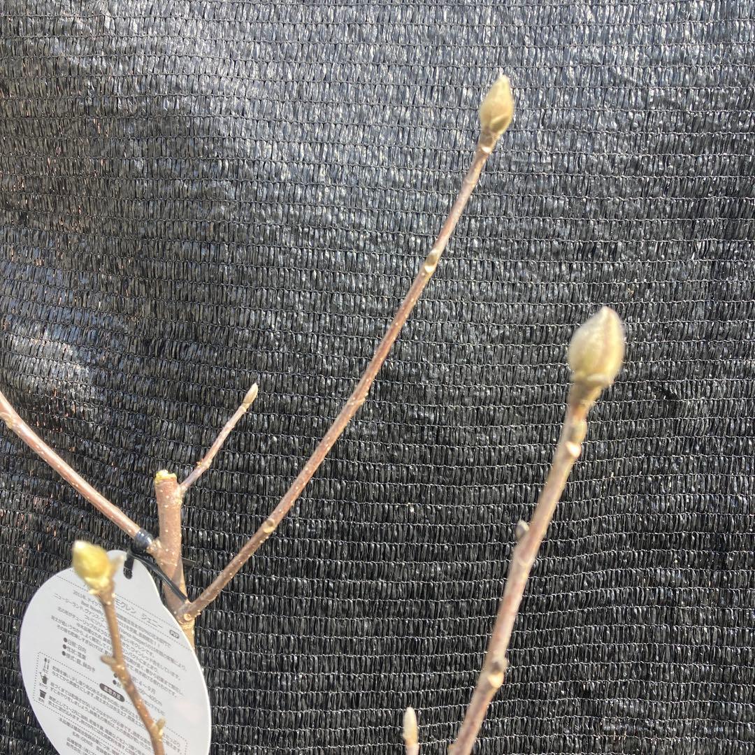 ②*:ஐ矮性で鉢栽培も可能‼︎魅力的な花色‼︎*:ஐモクレン・苗木【ジェニー】5号