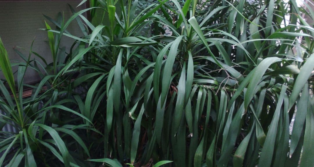 ドラセナ　×３株と、、