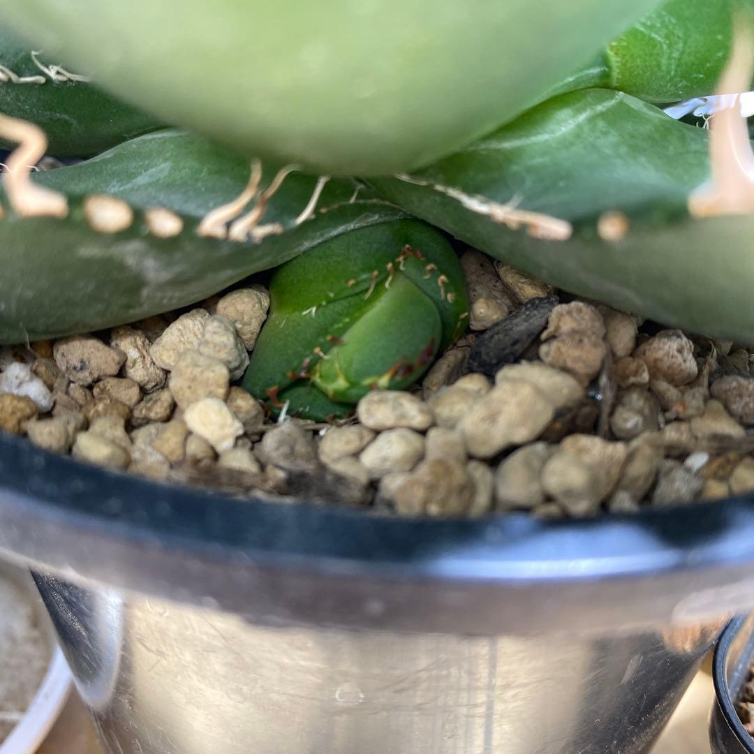 m*s様 アガベ　チタノタ　オテロイ　無名