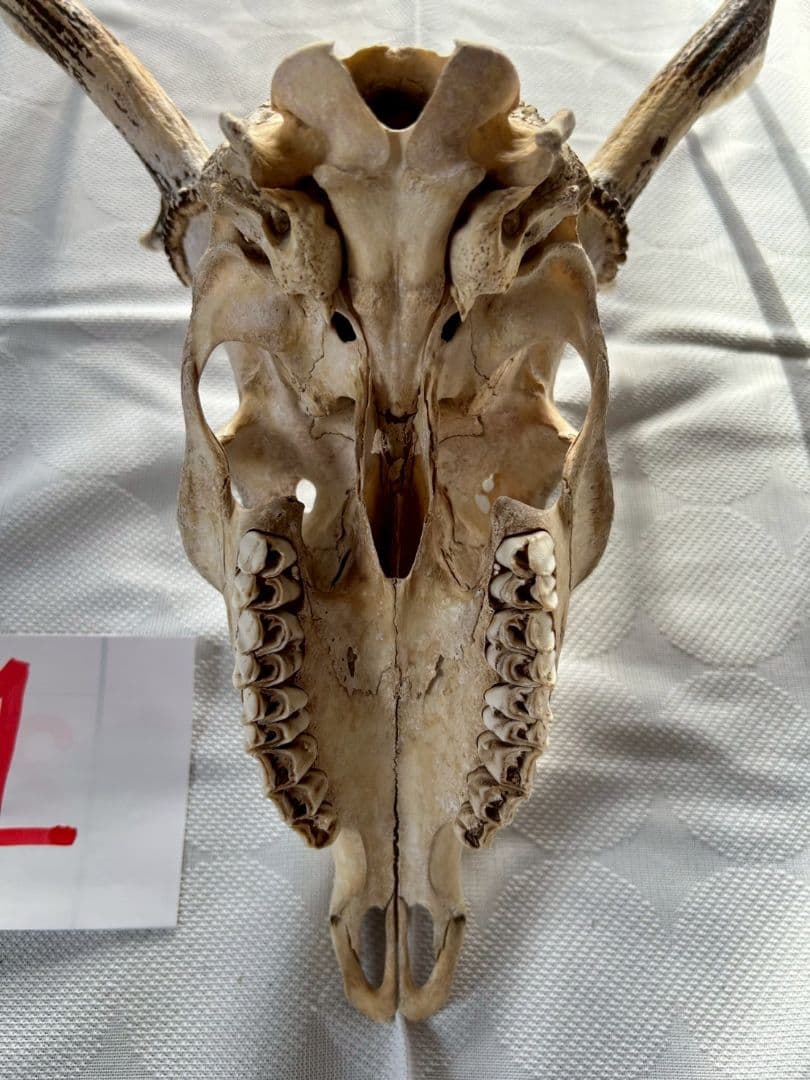 ④[1点もの] ハンティングトロフィー　鹿の角　頭蓋骨　日本鹿　スカル