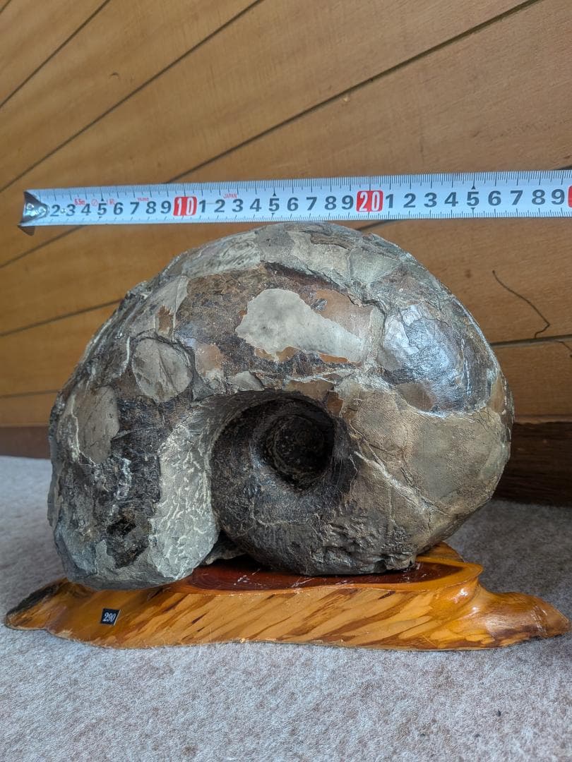 アンモナイト化石 27cm(290)