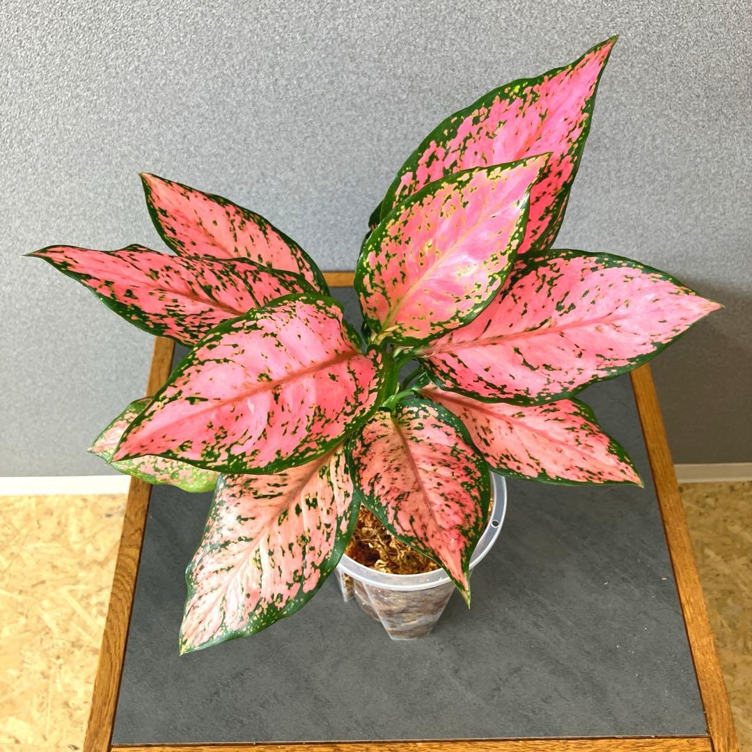 超希少❗️アグラオネマ　ピンクマルーン \"Pink Maroon\"✨