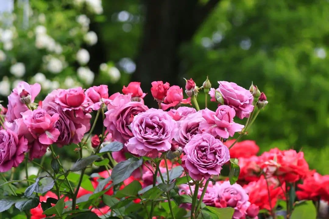 Canon EF-S55-250mm F4-5.6 IS II　フード付き