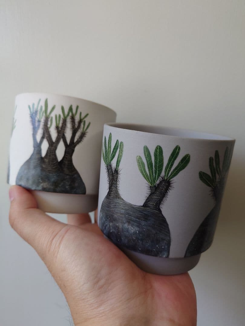 【一点物】 saori_ohwada パキポディウム グラキリス ペイント鉢