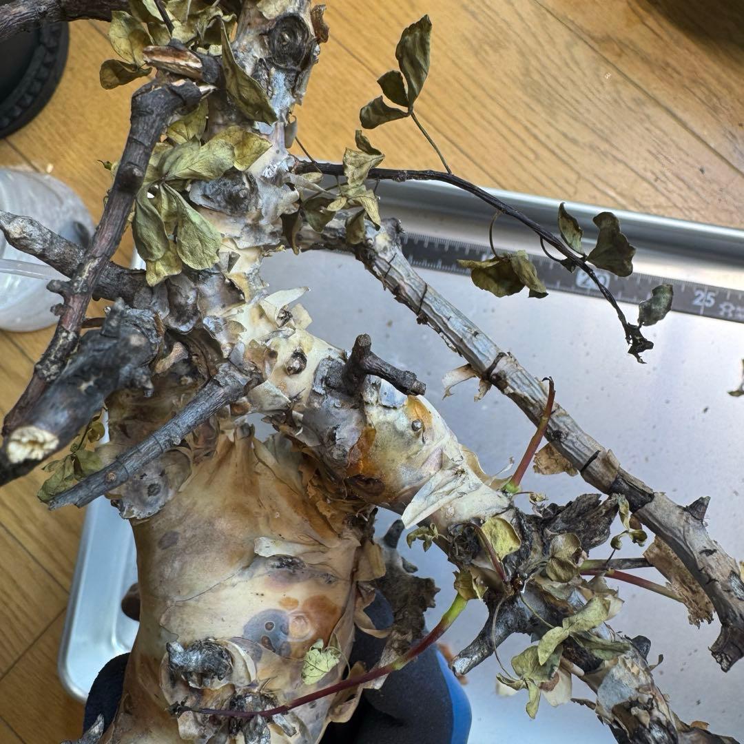 m*o様 コミフォラ ピュア カタフ ソマリア 現地発根株 56CK