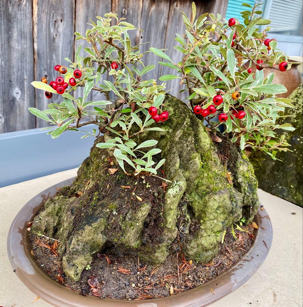 盆栽　自然石付き斑入りビラカンサ　見応えあり　実がいっぱい　前後どちらからも❣️
