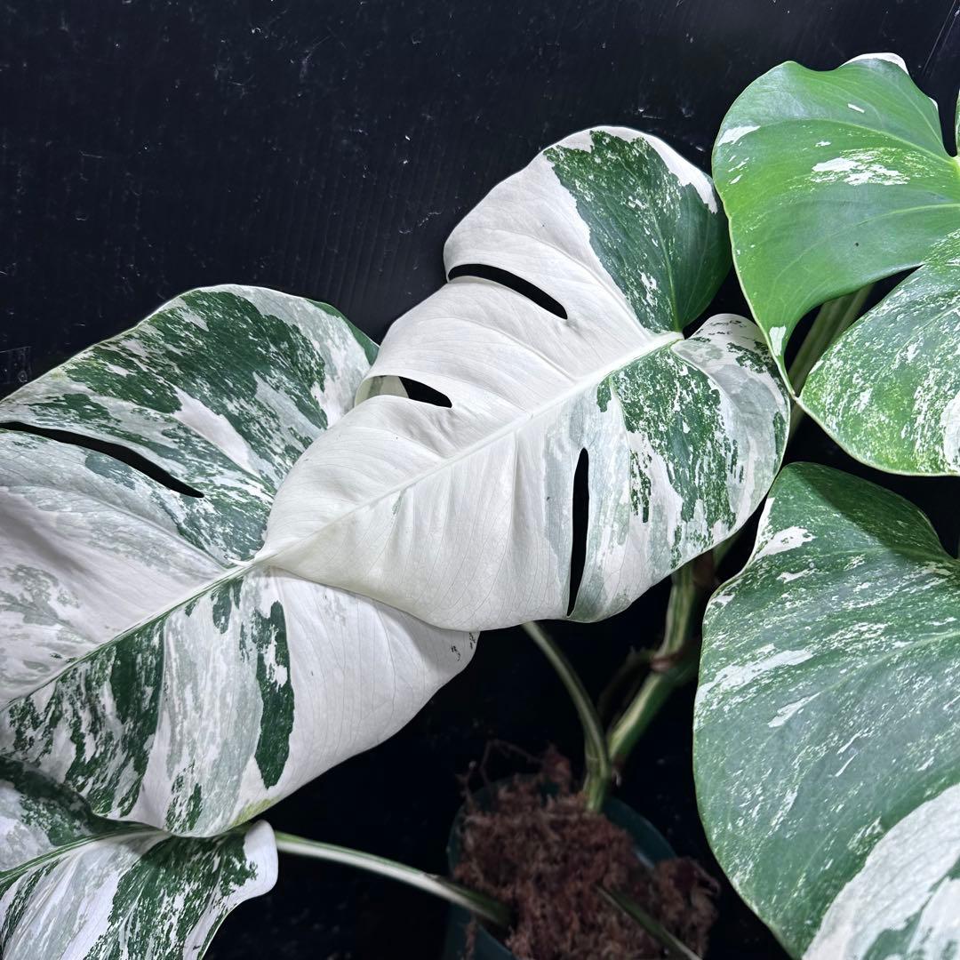 H*o様 斑入りモンステラ ホワイトタイガー極美大株66cm白斑多