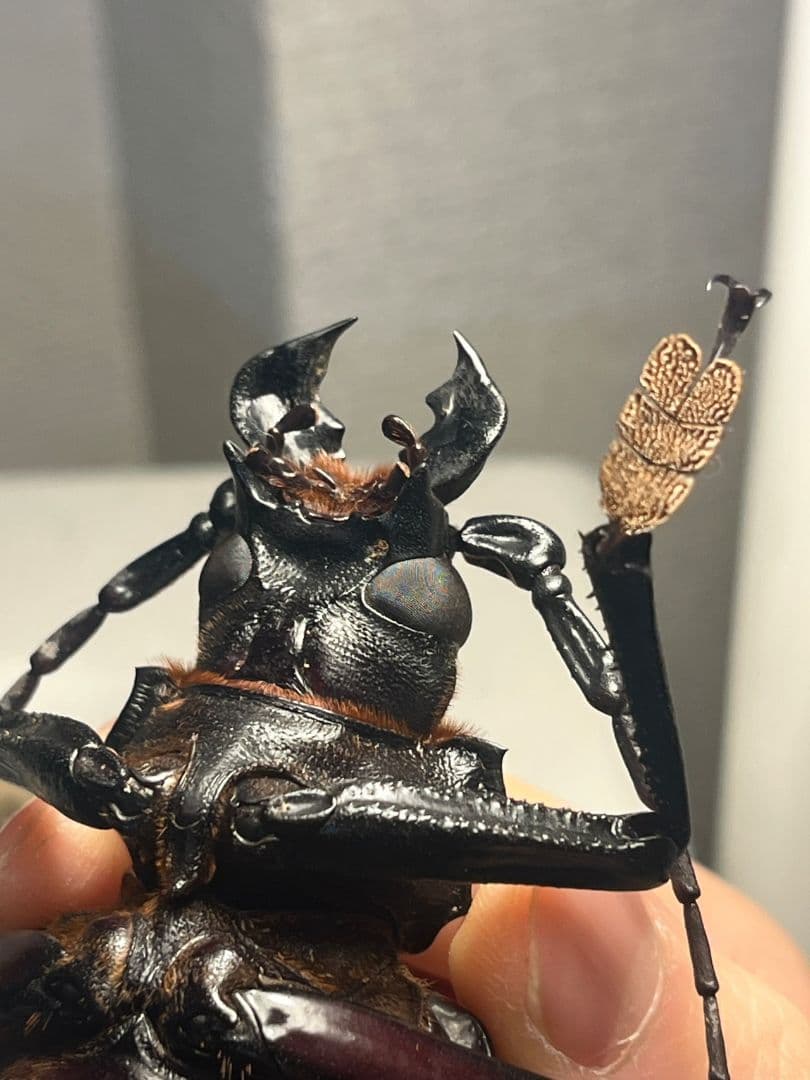 【131mm】タイタンオオウスバカミキリ カブトムシクワガタハナムグリ標本