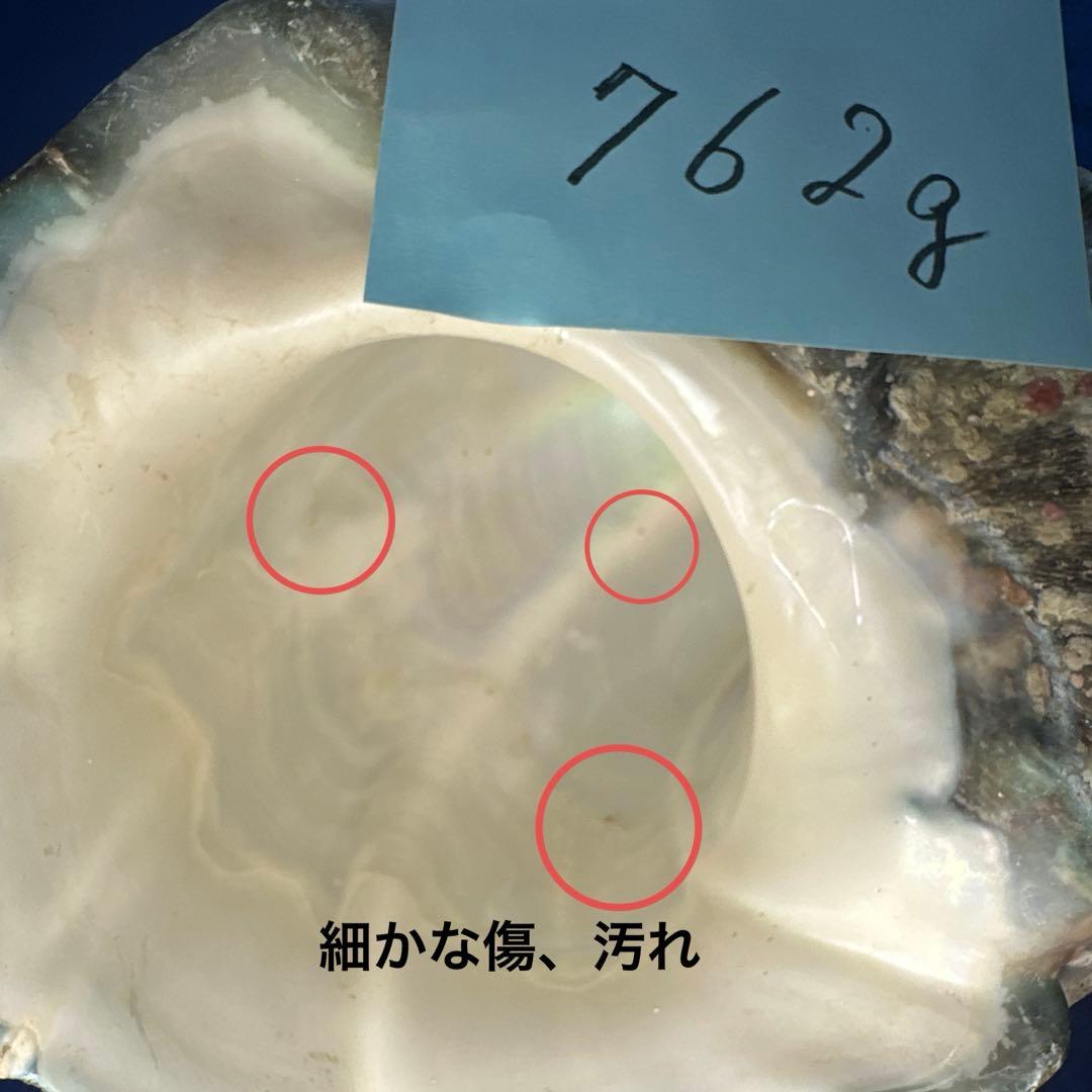 夜光貝　ヤコウ貝　まとめ売り　15個　12、5kg アクセサリー　ルア