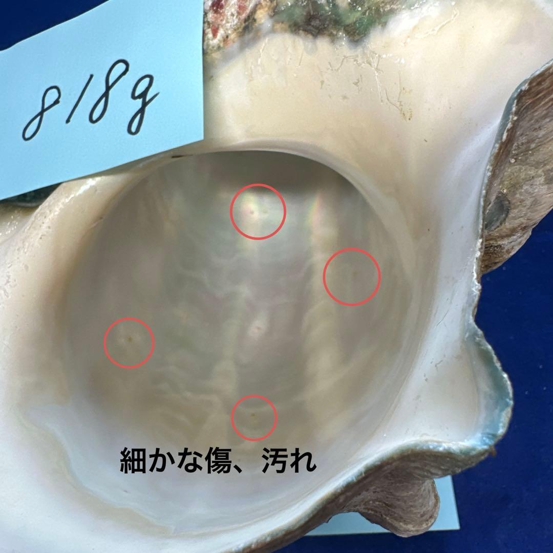 夜光貝　ヤコウ貝　まとめ売り　15個　12、5kg アクセサリー　ルア