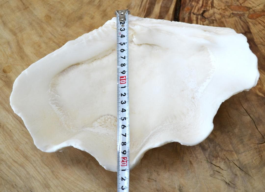 大きめのシャコ貝　シャコガイ　30×21×14cm 3.6kg 八重山