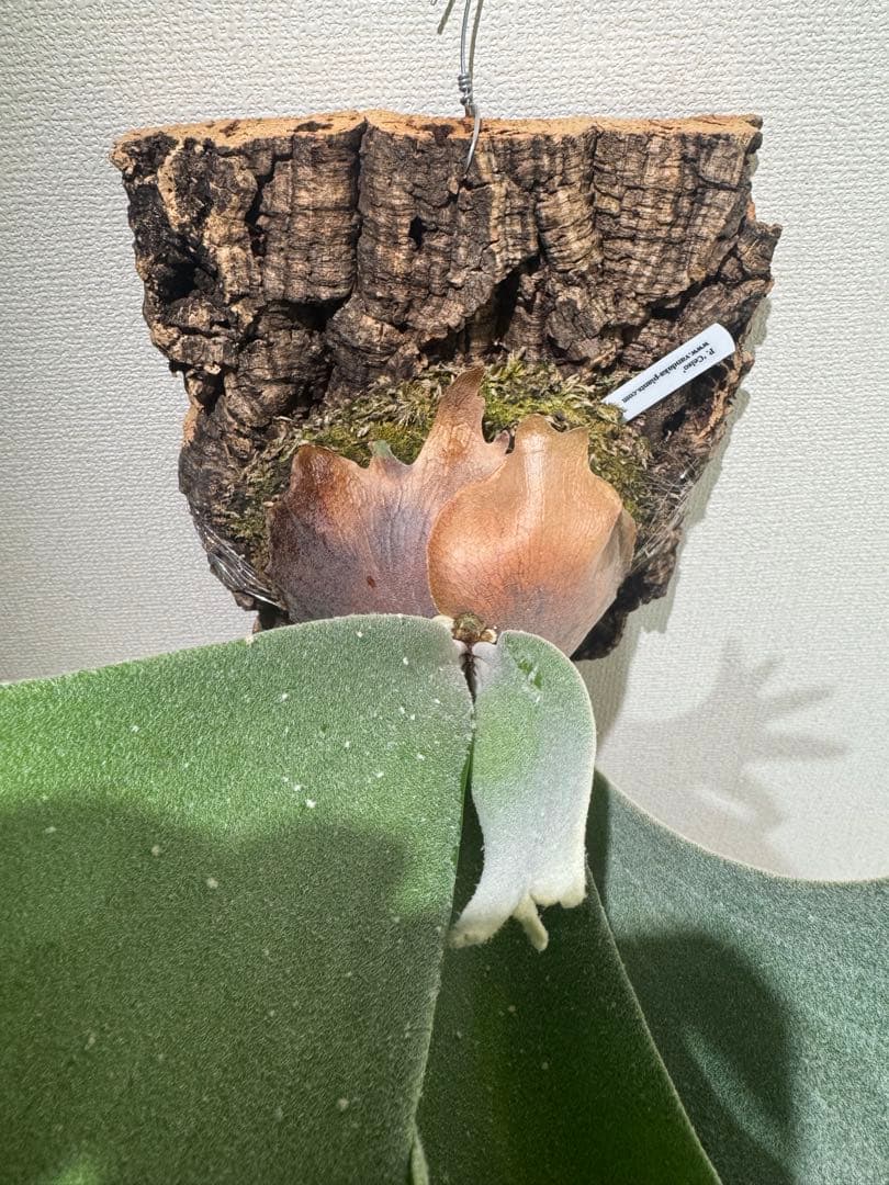 Platycerium celso original ビカクシダ