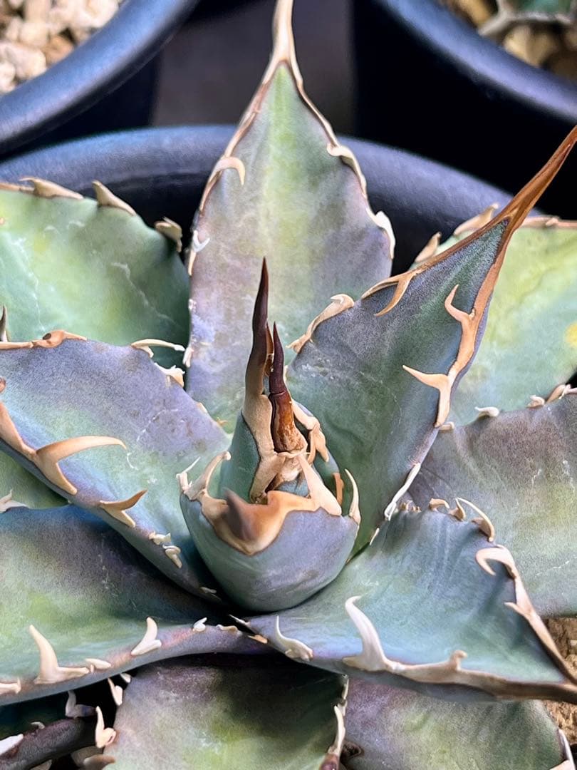 やーまん太郎 アガべ ハイブリッド エボリスピナ×美系厳龍 福園藝産