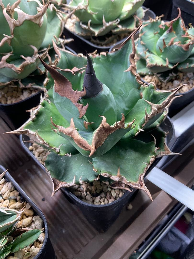 アガベ　緑犀牛　中株