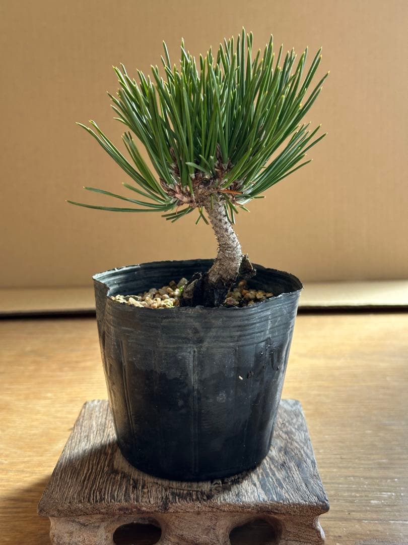 盆栽素材 黒松瑞宝-3