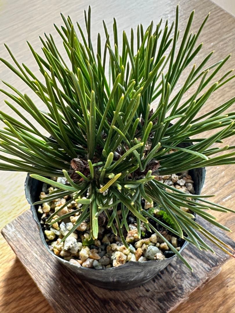 盆栽素材 黒松瑞宝-3