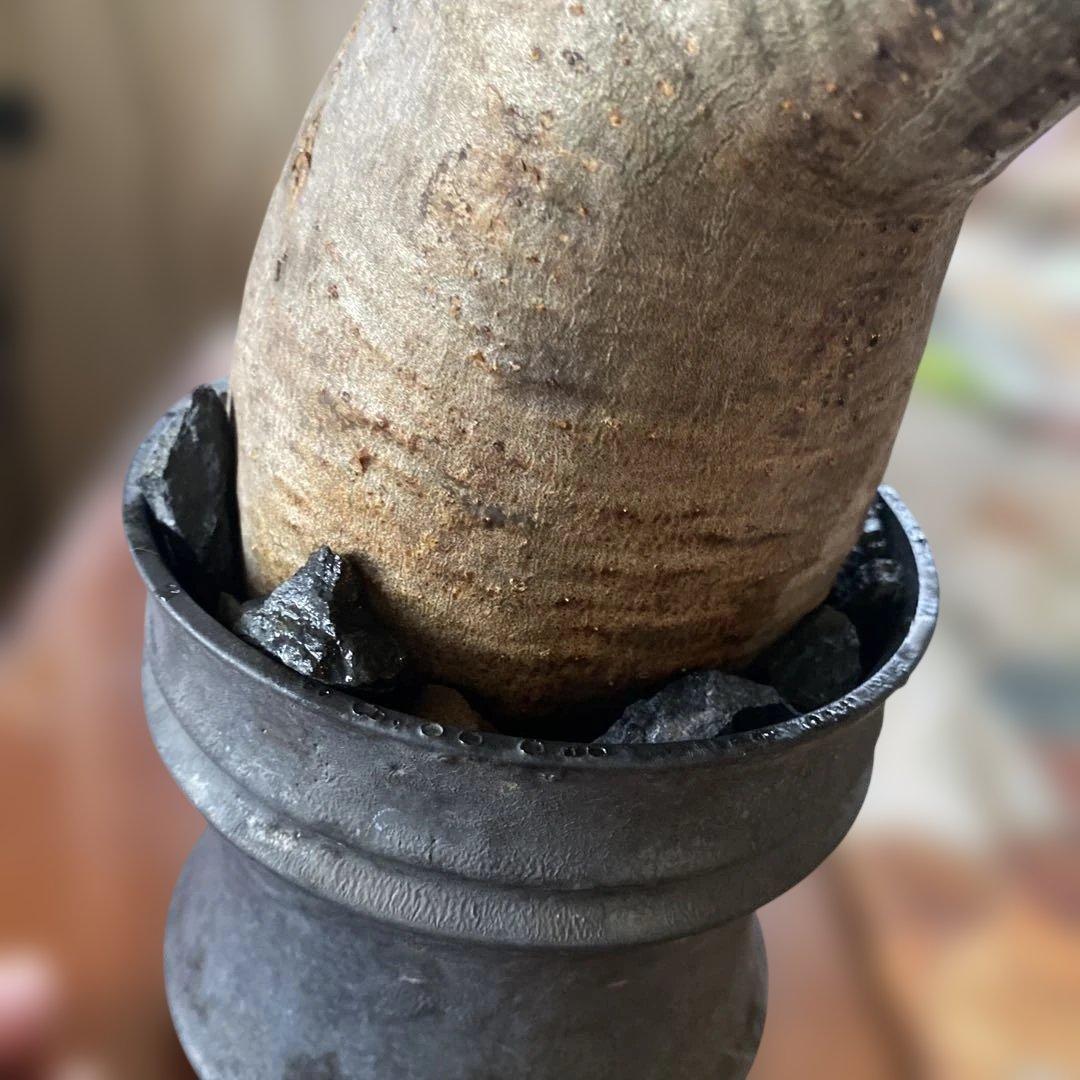 グラキリス大きめ現地球