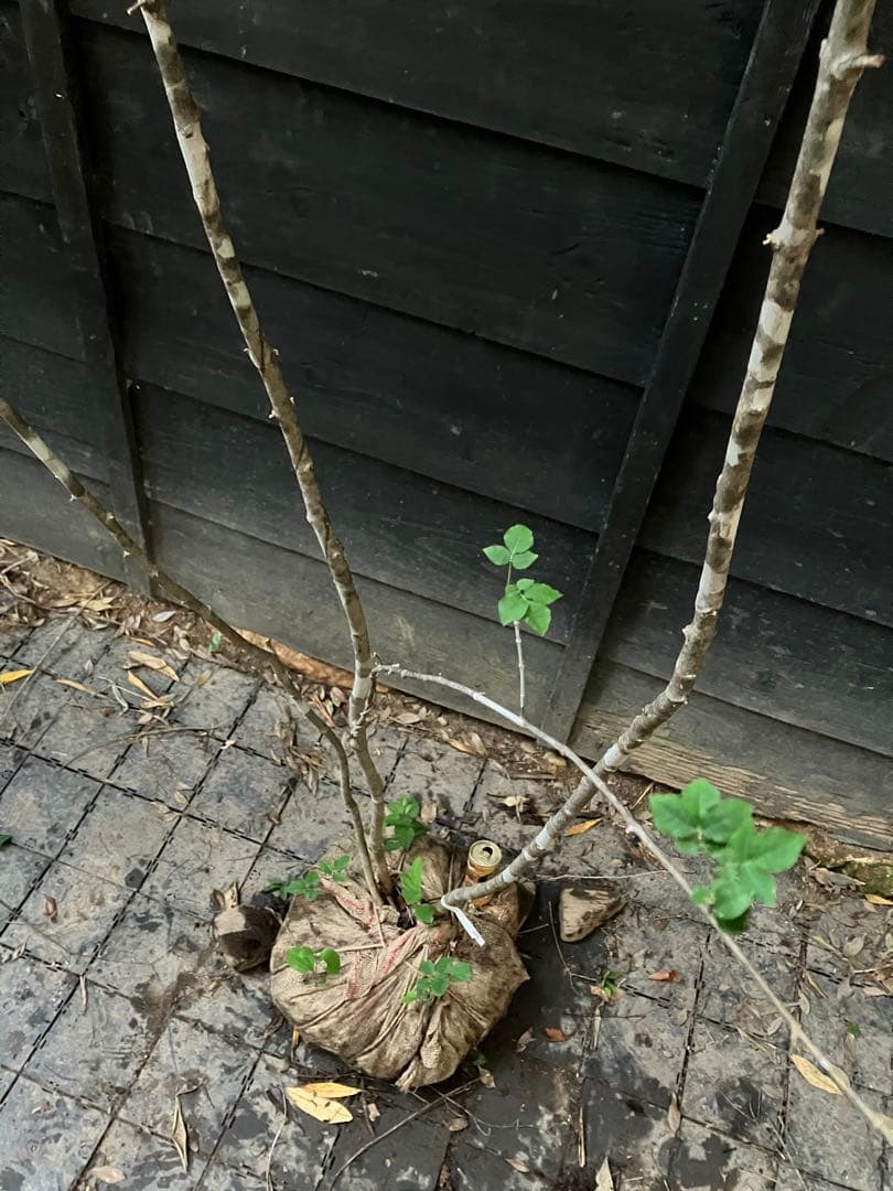 89 山採り　アオダモ