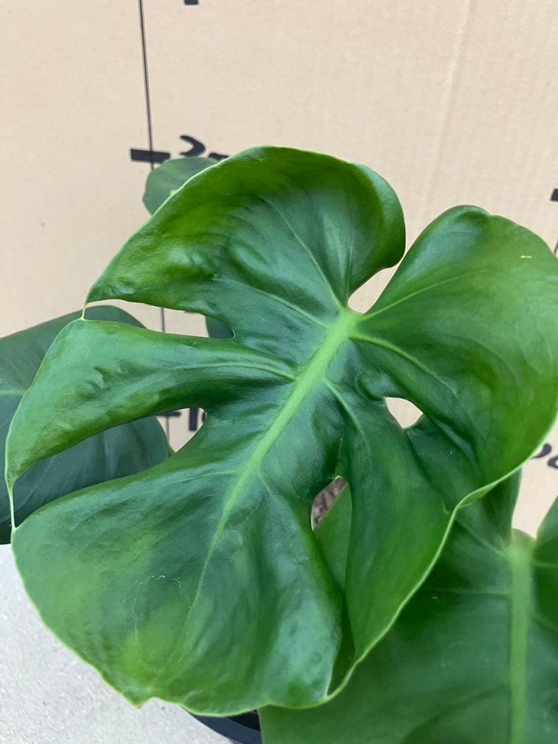 モンステラ　デリシオーサ実生株　斑入り　変異株　2鉢セット