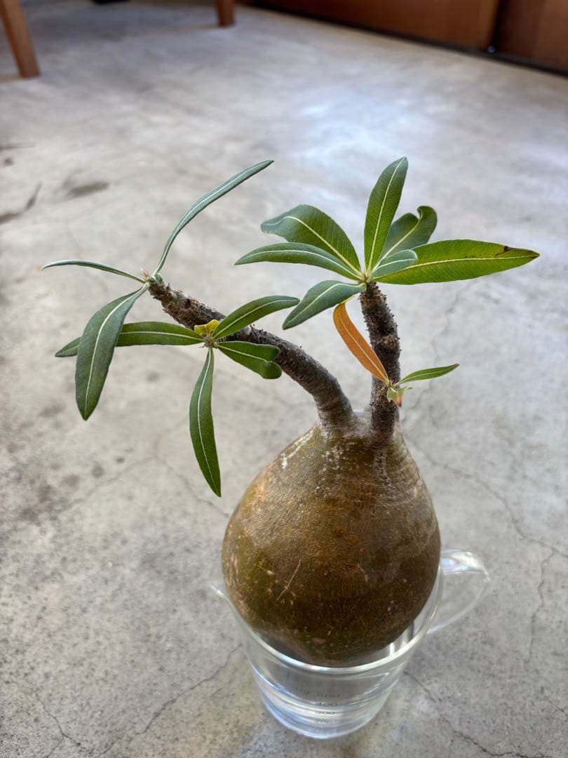 グラキリス　ベアルート