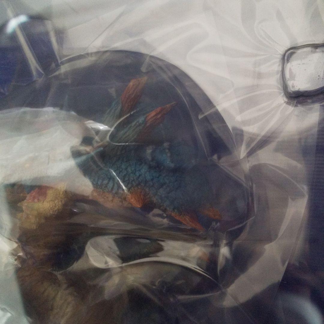 カプコンフィギュアビルダー クリエイターズモデル 海竜ラギアクルス