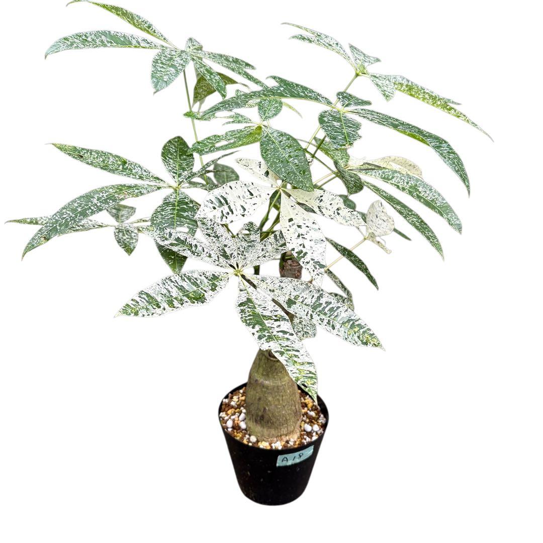 パキラ ミルキーウェイ 四箇所接木仕立て｜約65cm｜5号鉢｜無機質用土