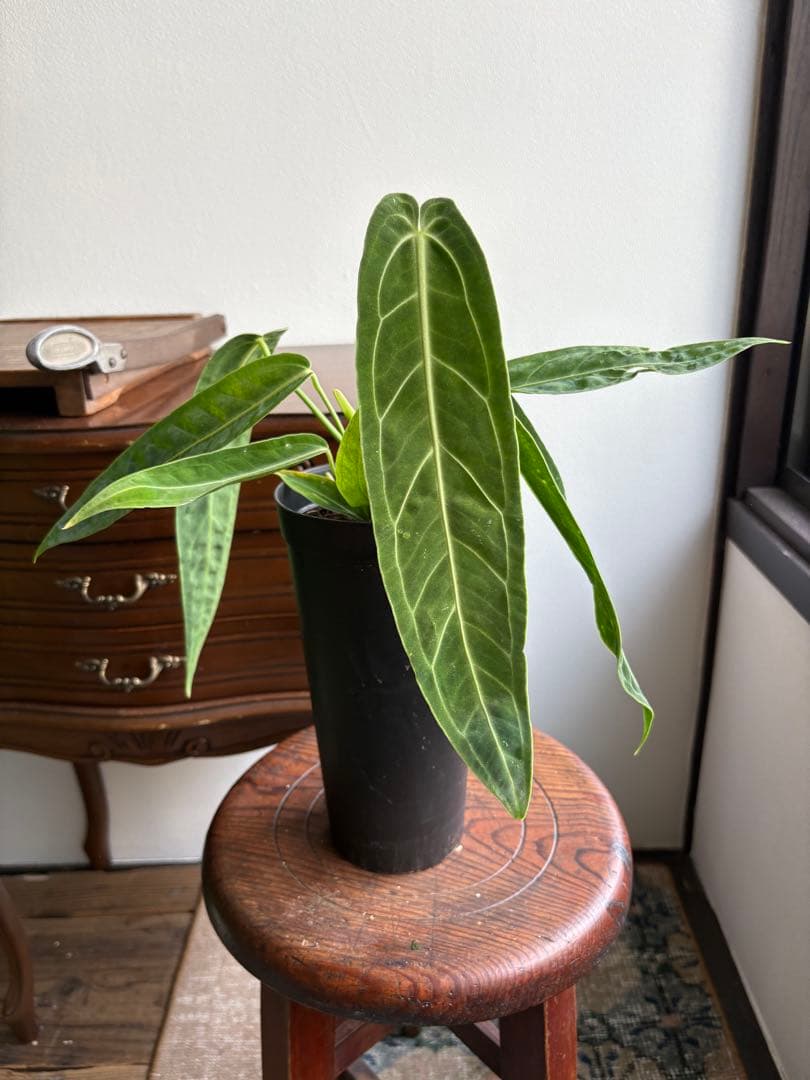 アンスリウム ワロクアナム 3号 ロングポット ②