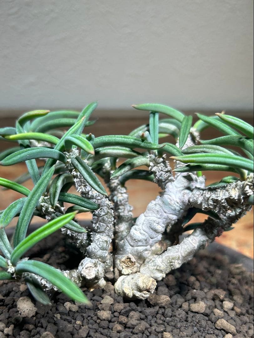 国内実生　長期管理株　ユーフォルビア　キリンドリフォリア　陶器鉢のまま発想　塊根