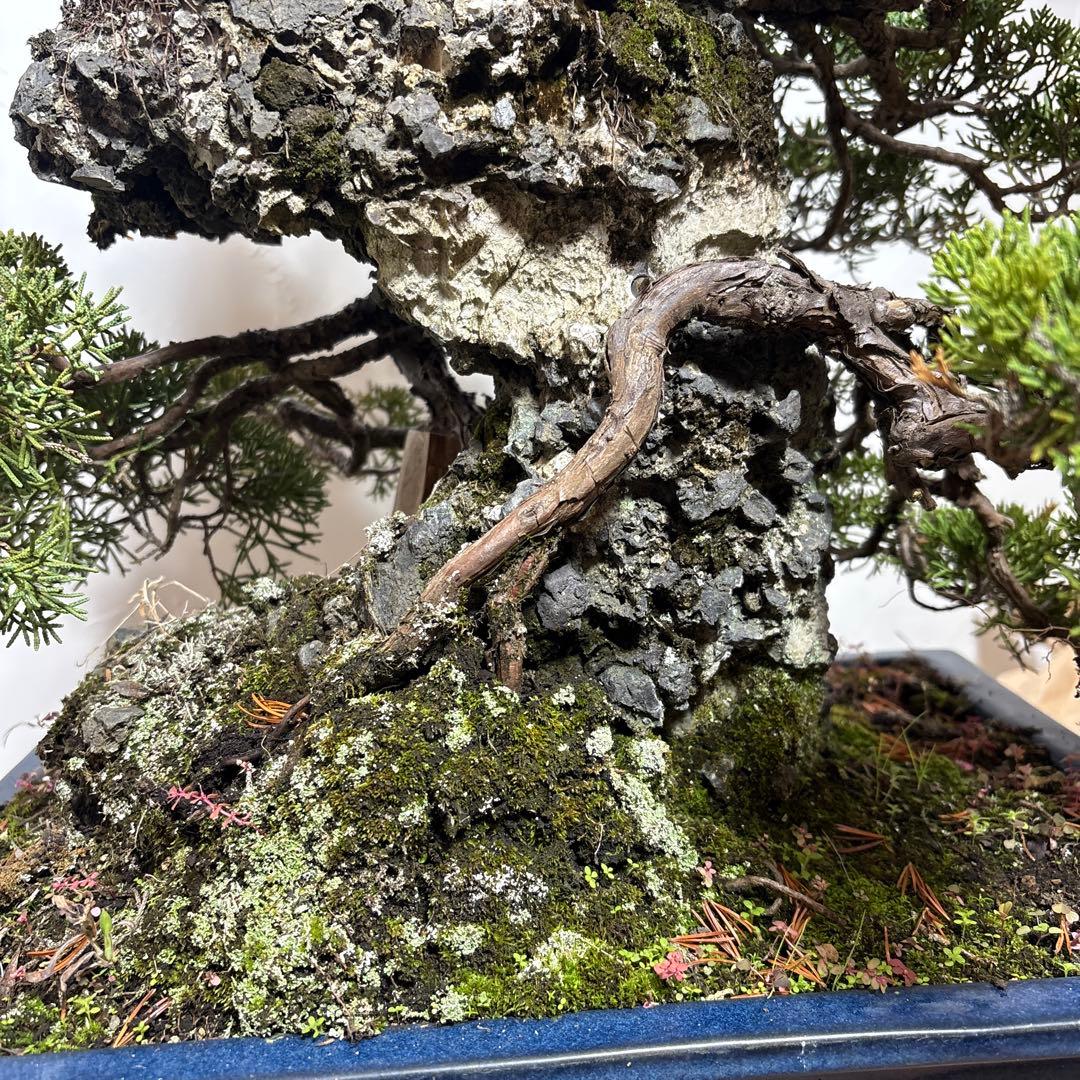 【大阪北部引き取り限定】 真柏　盆栽　石付き