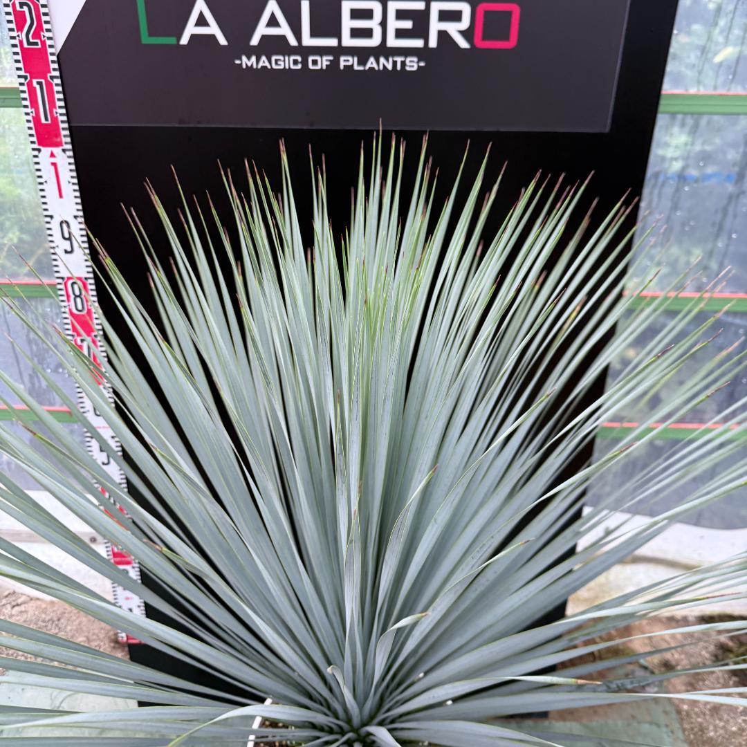 【AL1049】ユッカ　ロストラータ　ランチョブルー　数量限定販売