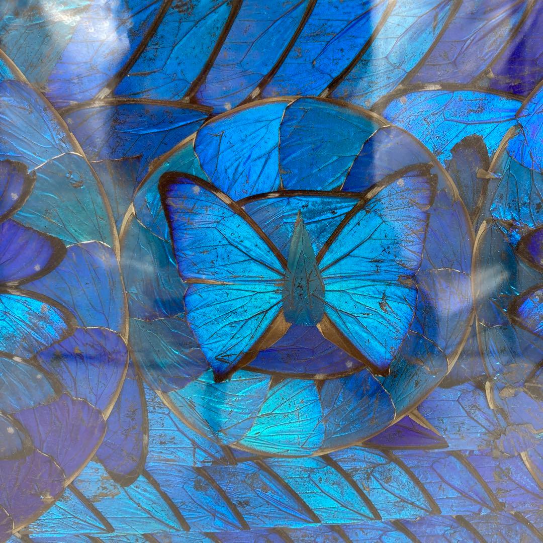 【レア】　モルフォ蝶　アート　標本　芸術　コレクション　　美術　絵　昆虫  19