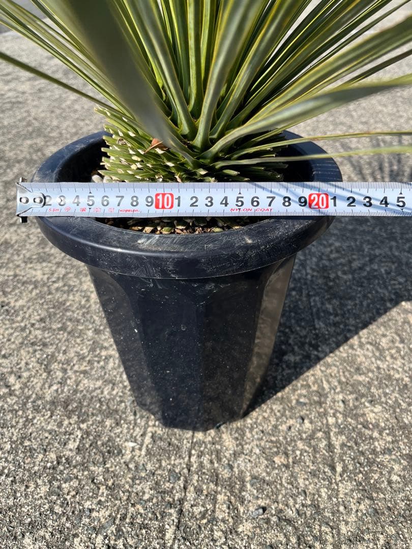 ゴナ‼️ ユッカ　ロストラータ　20