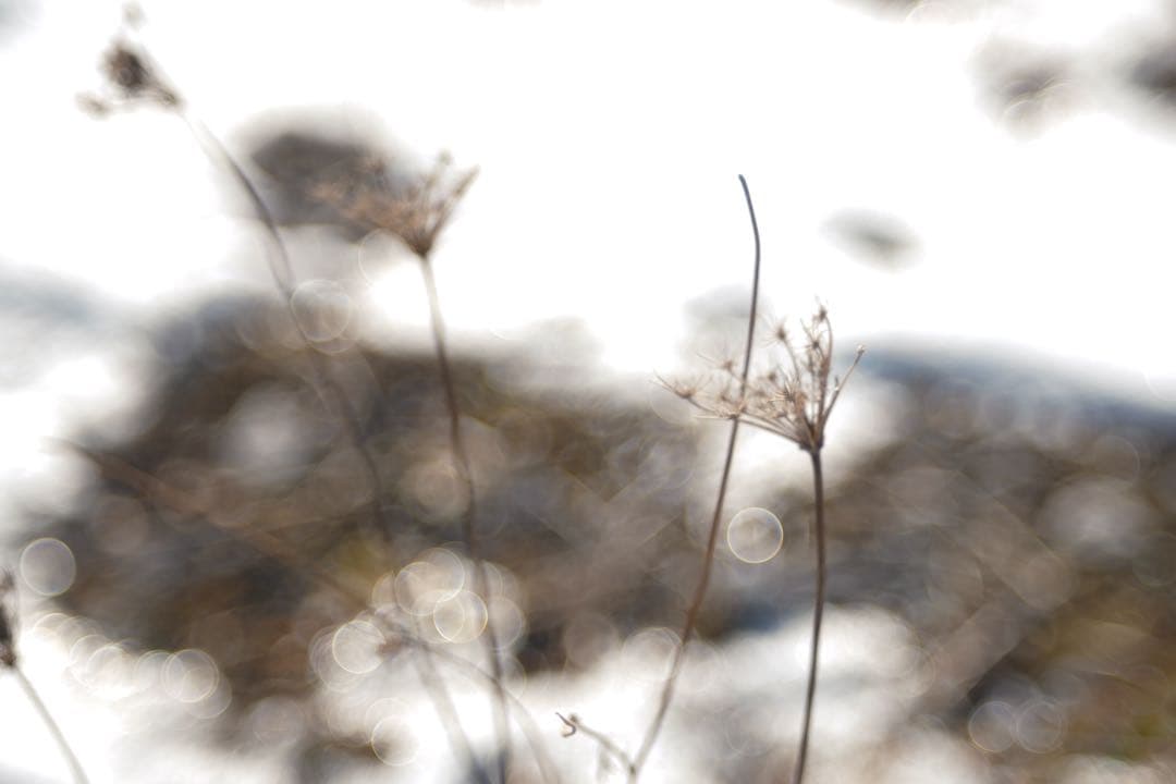 週末SALE★FXアダプター付美品★X-Fujinon55mm f2.2★作例有